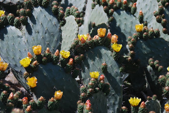tunesien0014-sidi bou said