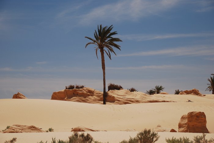 tunesien0378-chot el jerid