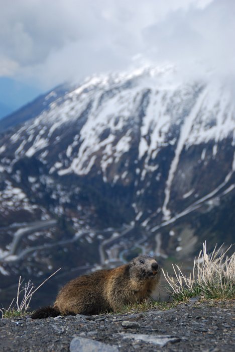 tunesien0714-schweiz furka pass