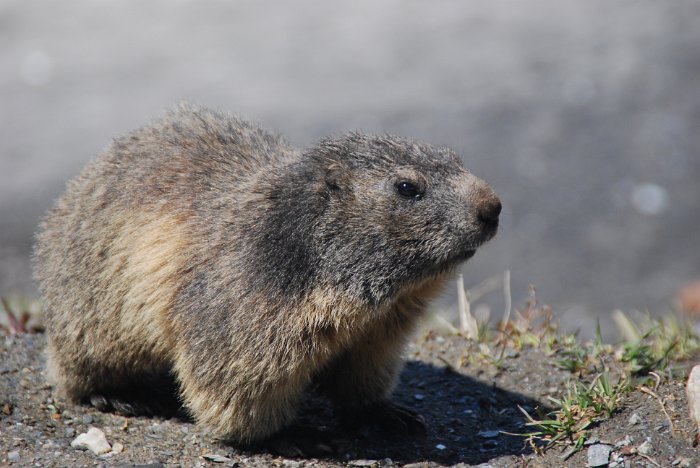 tunesien0780-schweiz furka pass